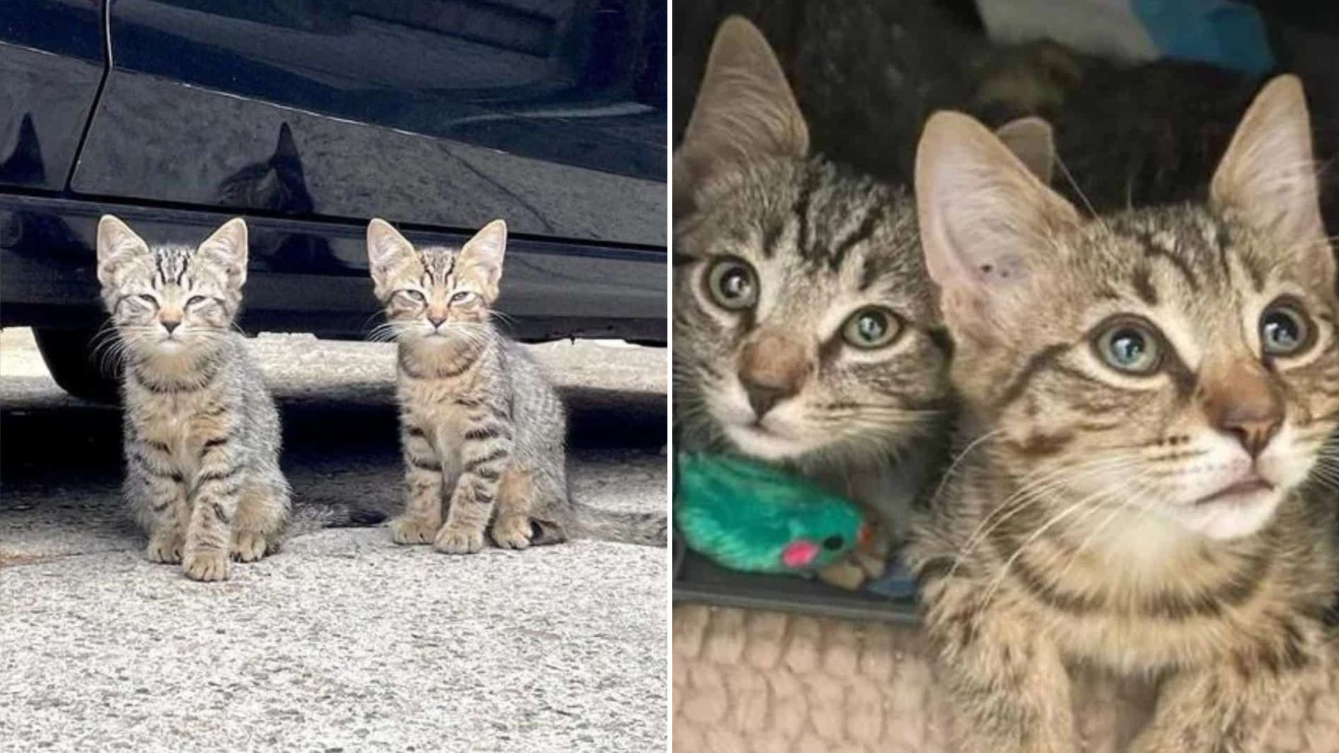 two shy kittens