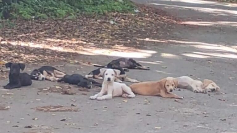 rescuer finds pile of puppies by roadside
