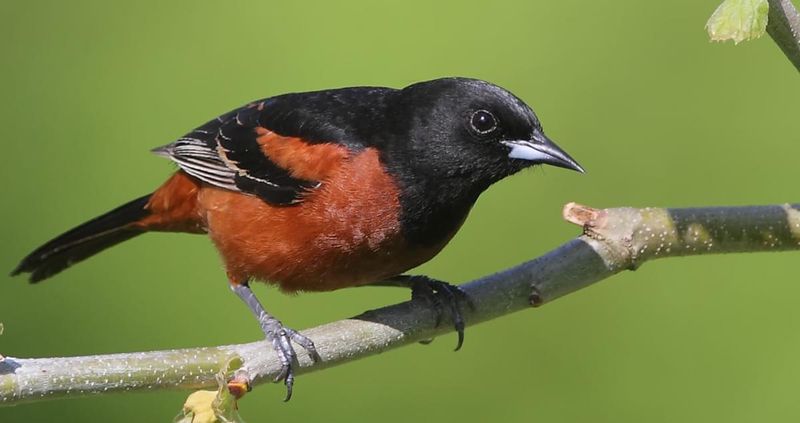 Orchard Oriole