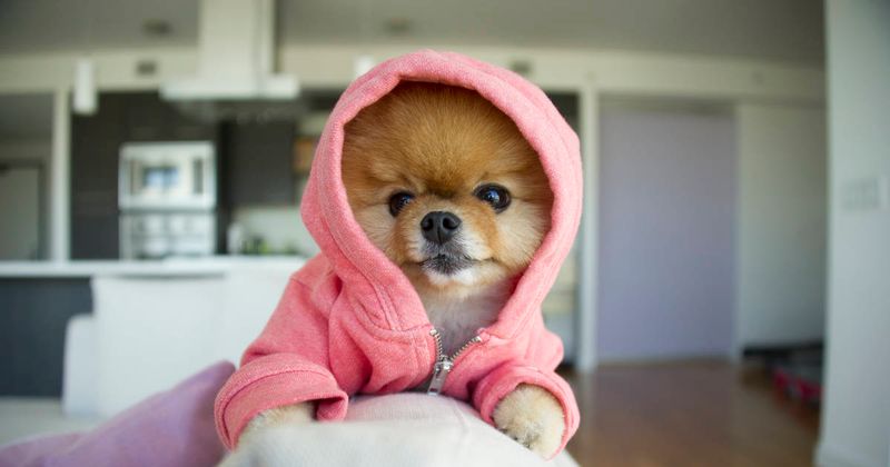 Pomeranians