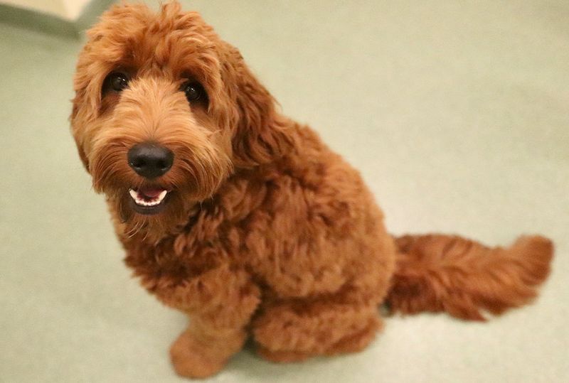 Goldendoodle