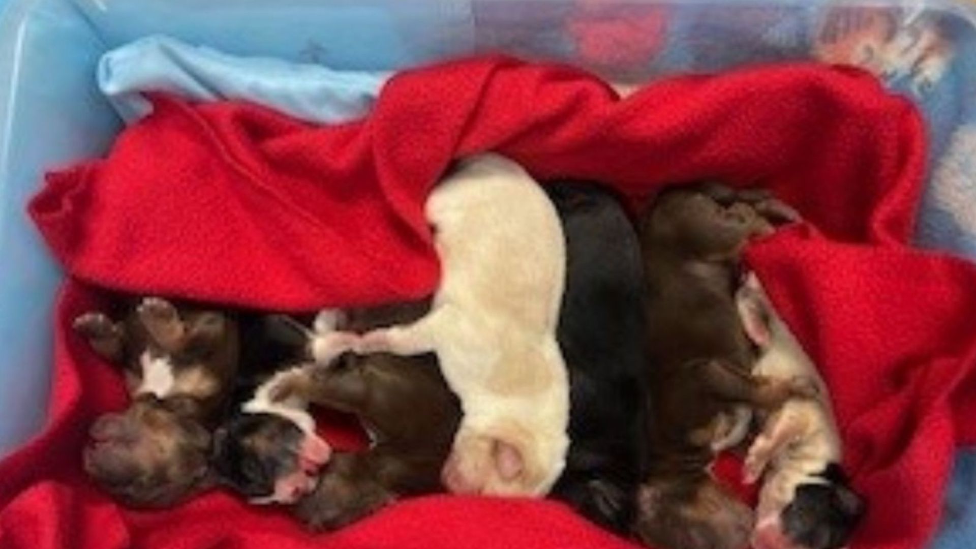 pile of puppies