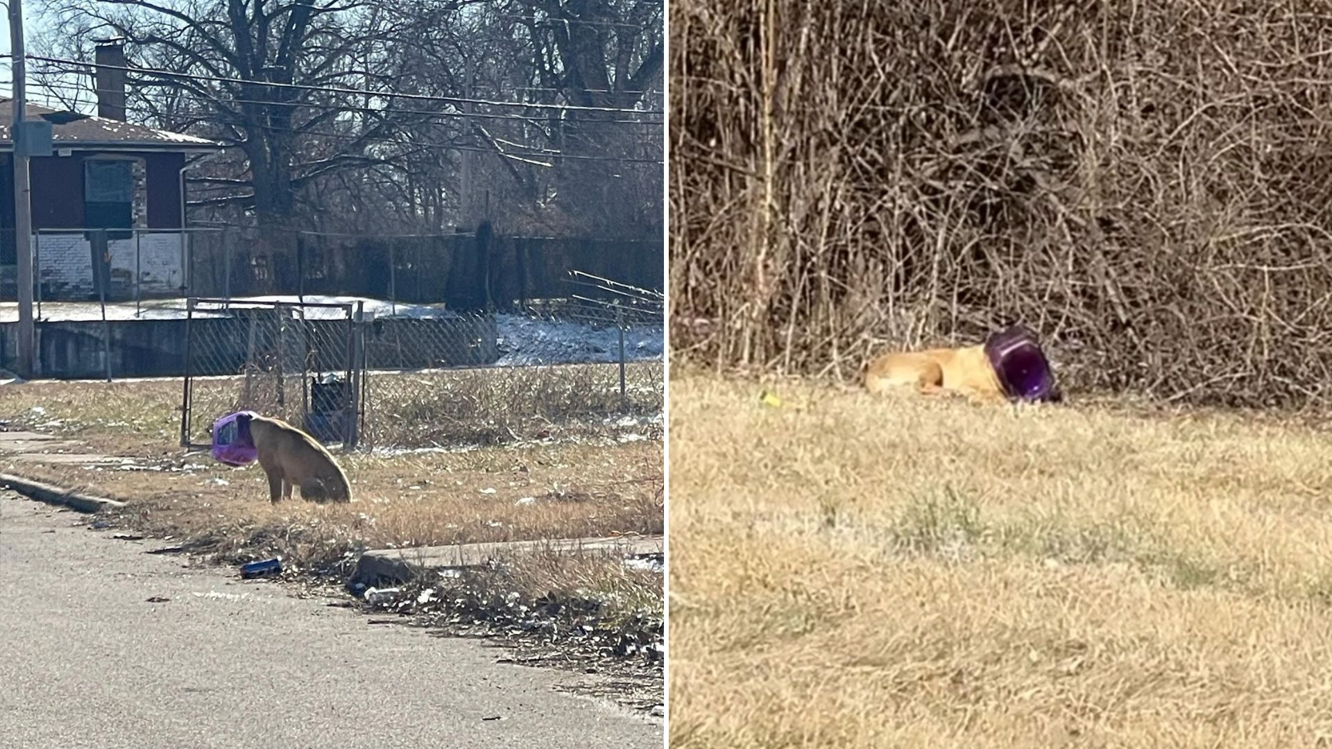 dog wandering on the streets