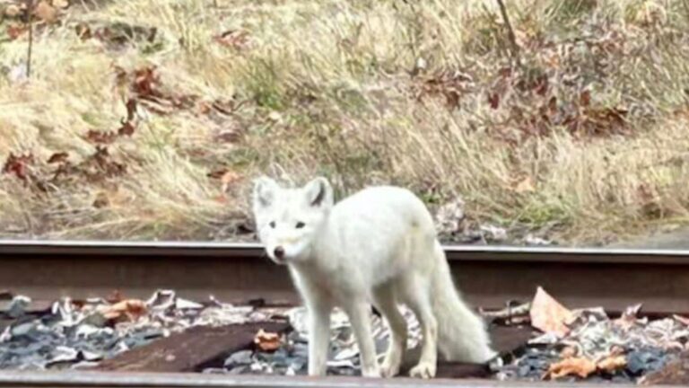 Portland Couple Left Speechless By Mysterious ‘Arctic’ Animal Wandering Near Railroad Tracks