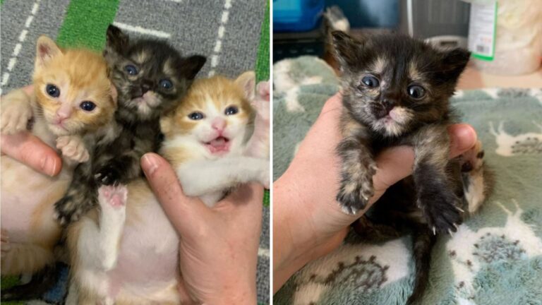 kitten with lethal disease