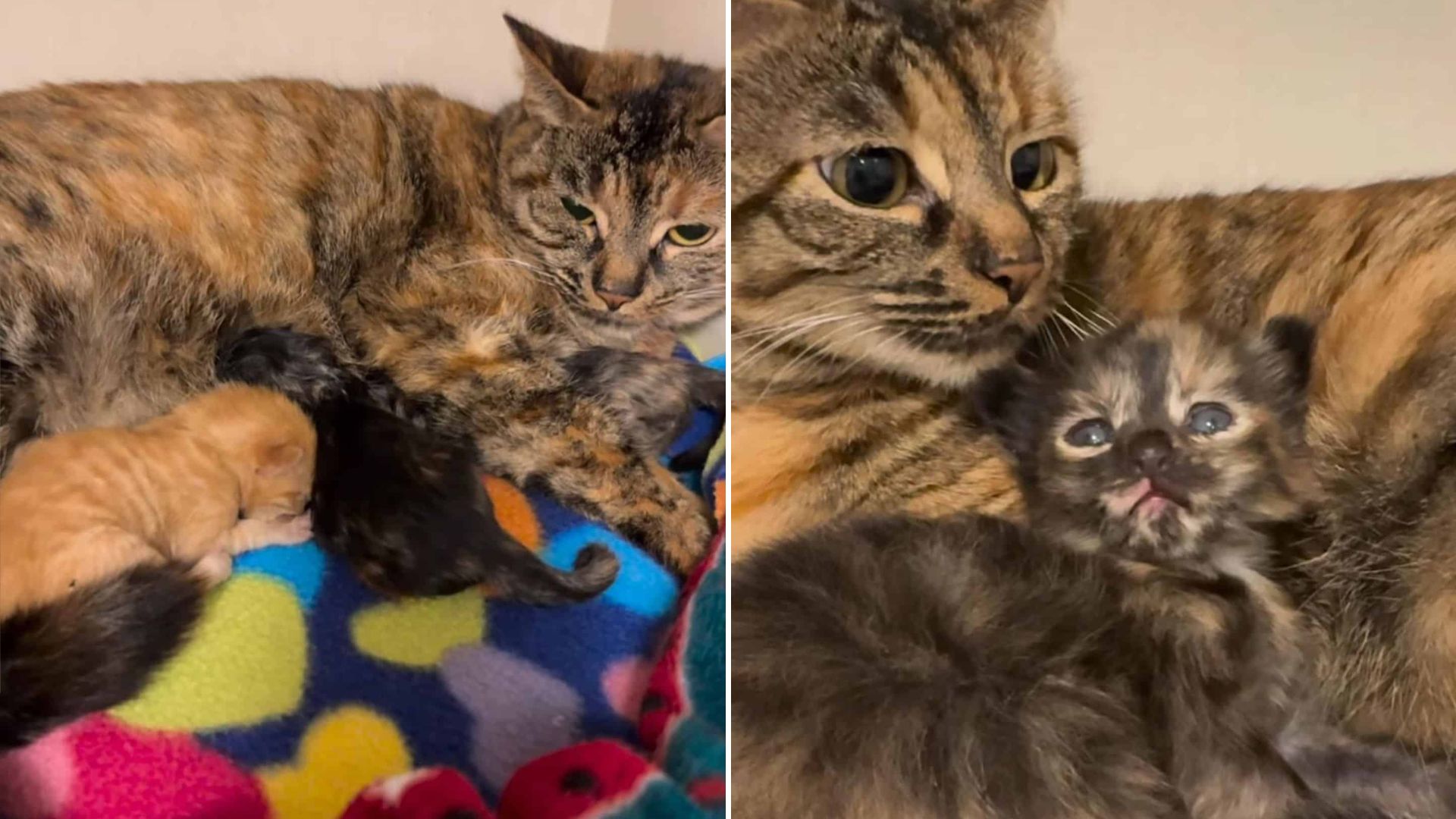 cat gave birth in a car