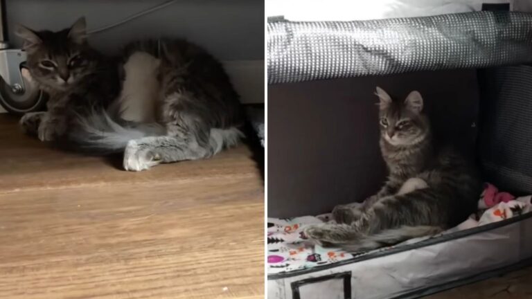 pregnant kitten