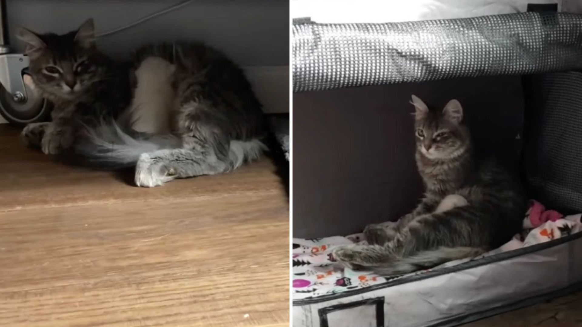 pregnant kitten