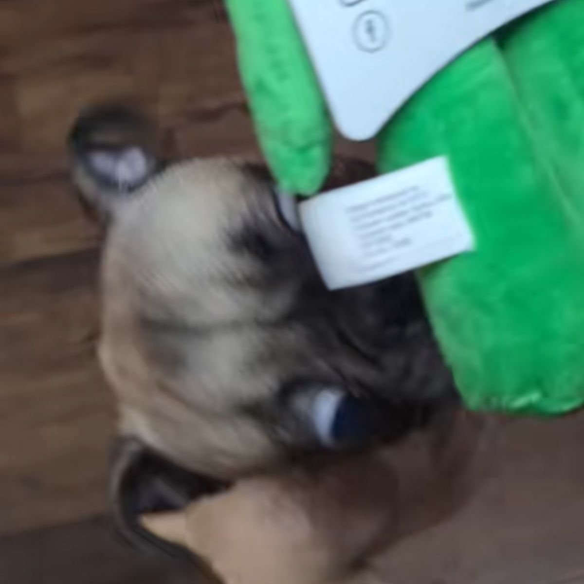 Pug is happy with new-old toy