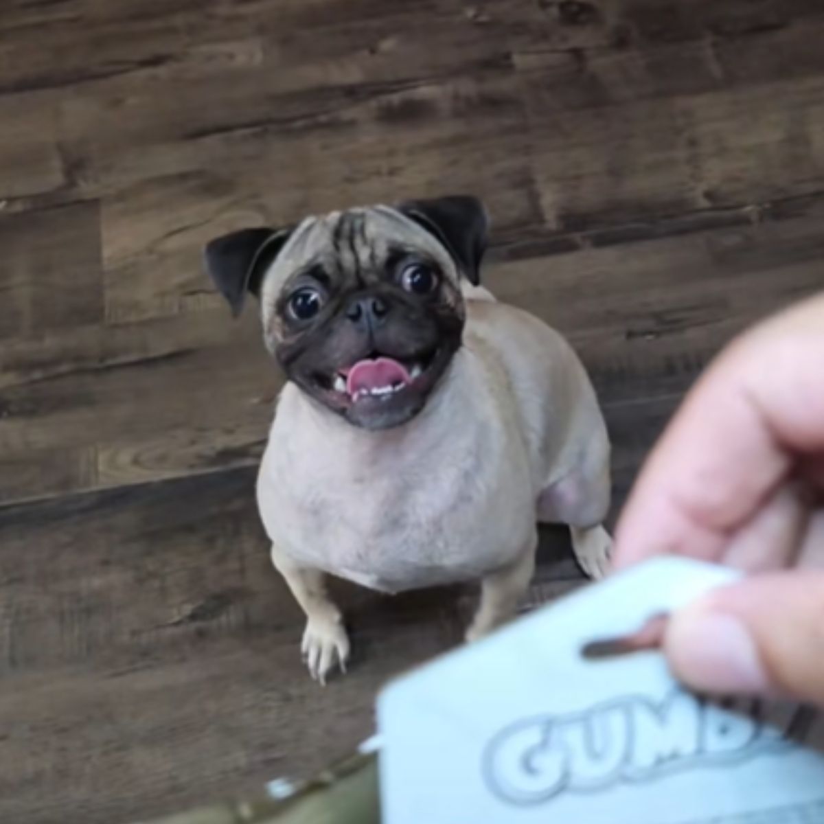 Pug is shown his old toy