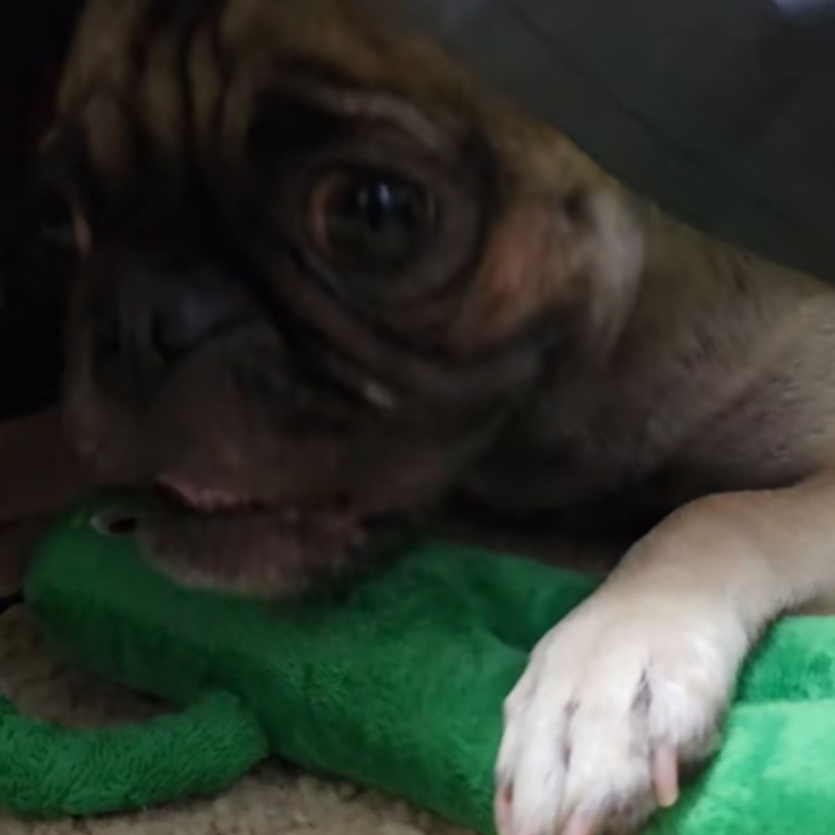 Pug is very happy about the toy