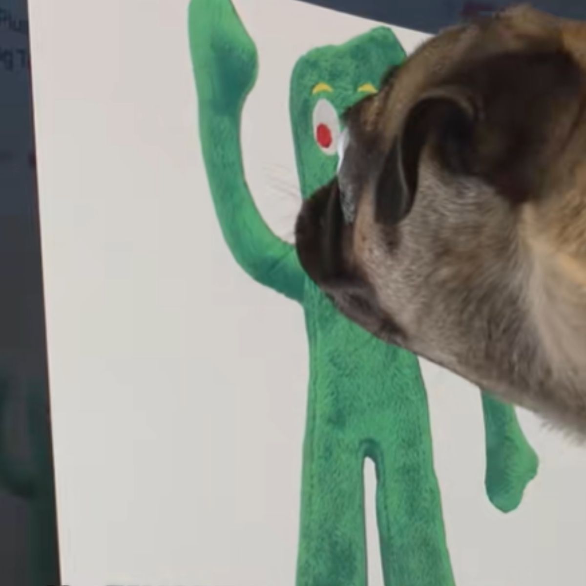 Pug looks at his lost toy emotionally