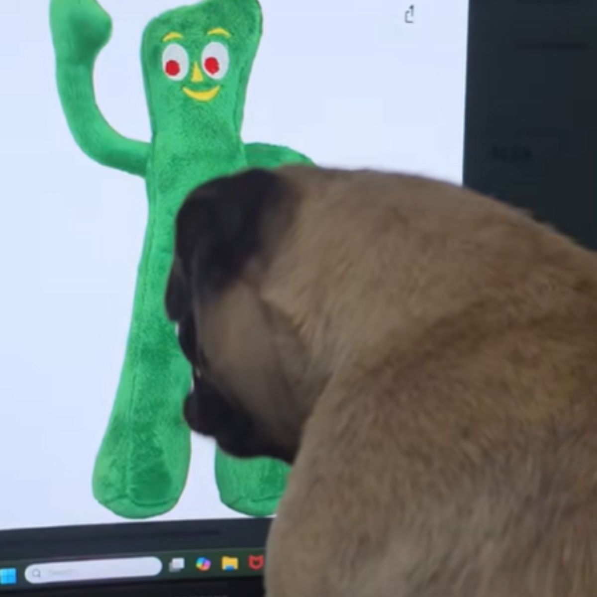 Pug looks at his lost toy