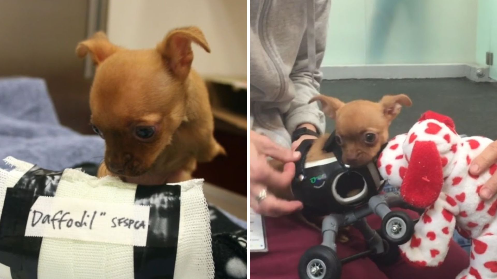 rescued pup