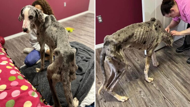 malnourished puppy