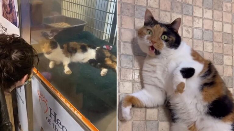 talkative cat