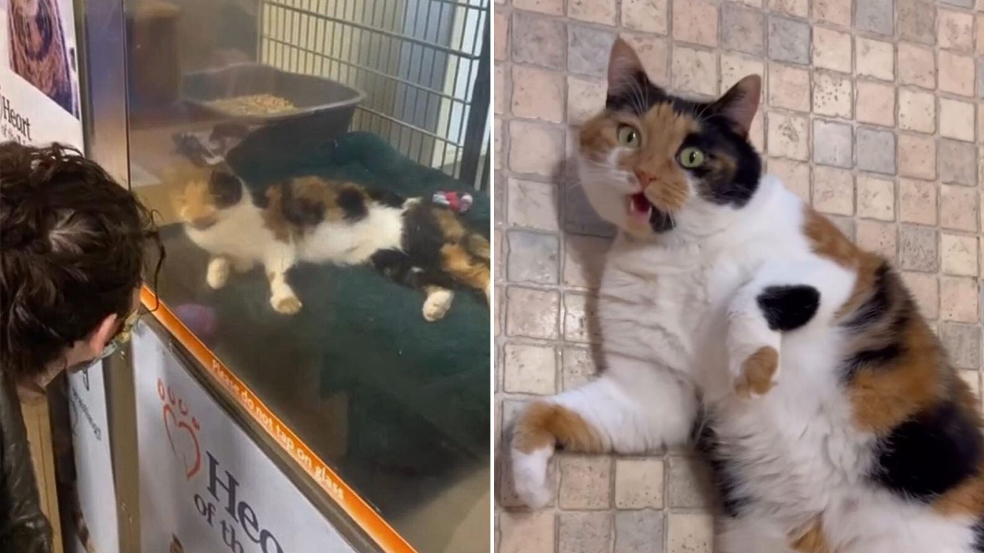 talkative cat