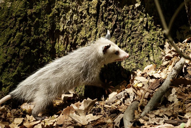 Opossums