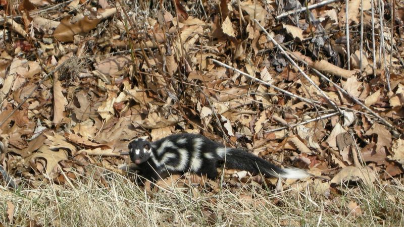 Skunks