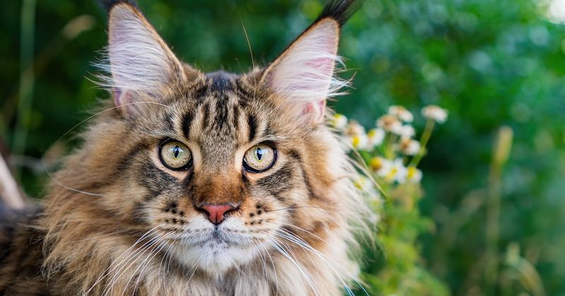 Maine Coon