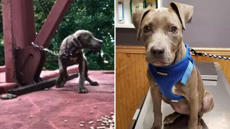 terrified pup