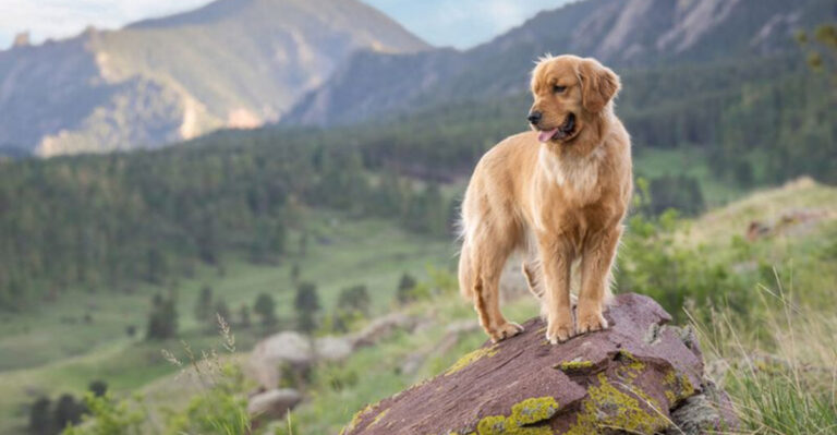 This Is Why Golden Retrievers Are The Most Beloved Dogs In Colorado