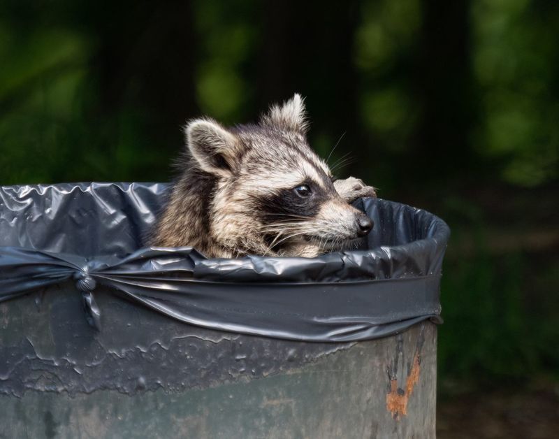 Raccoons