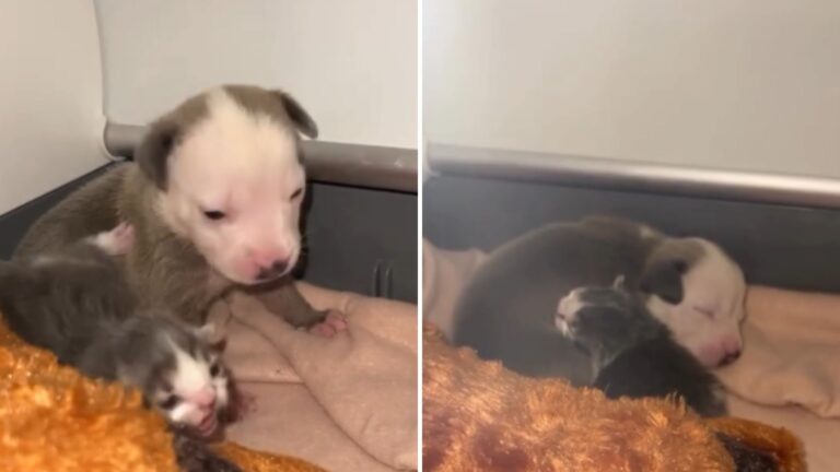 orphaned kitten and puppy