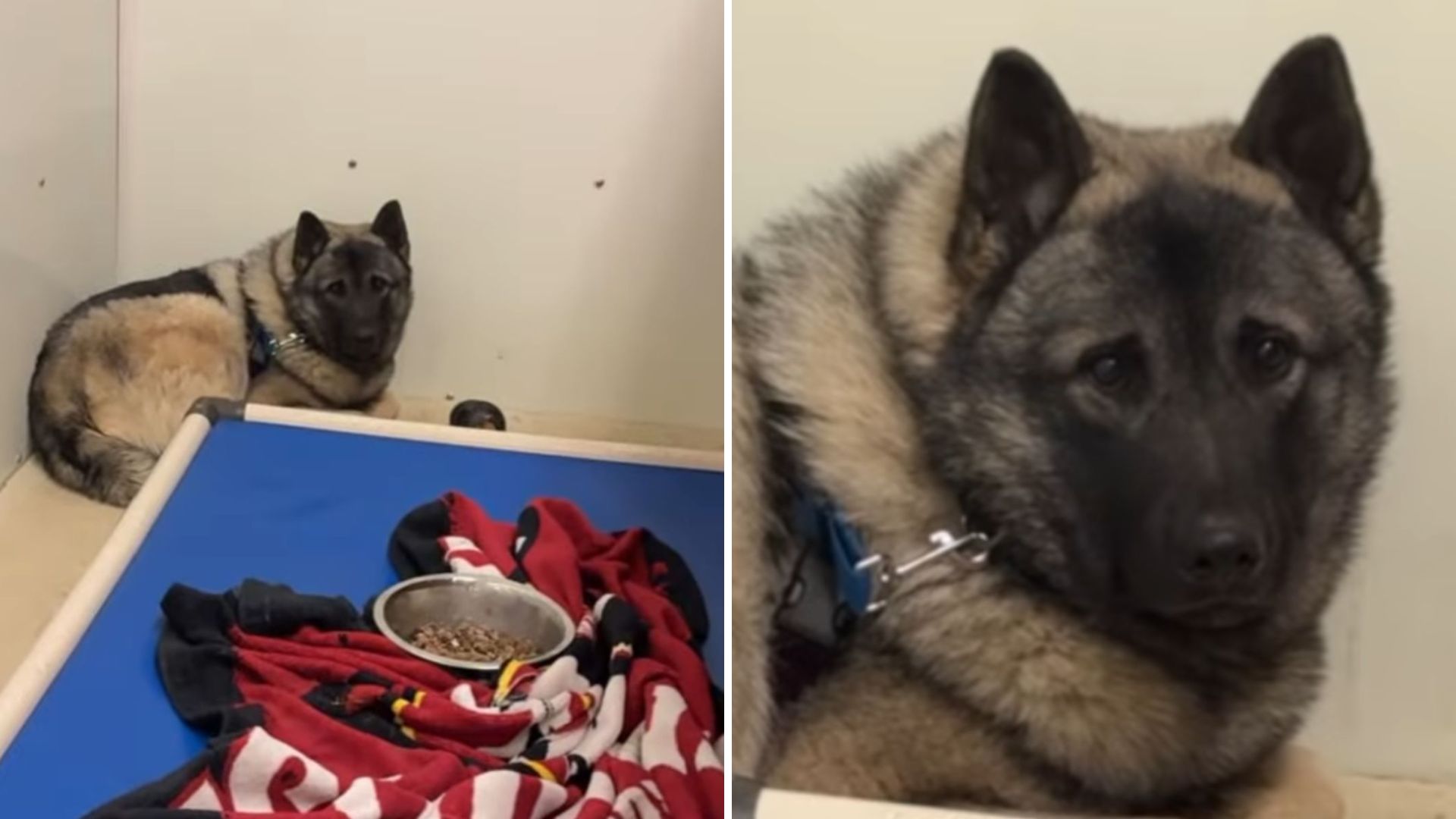 rescue pup