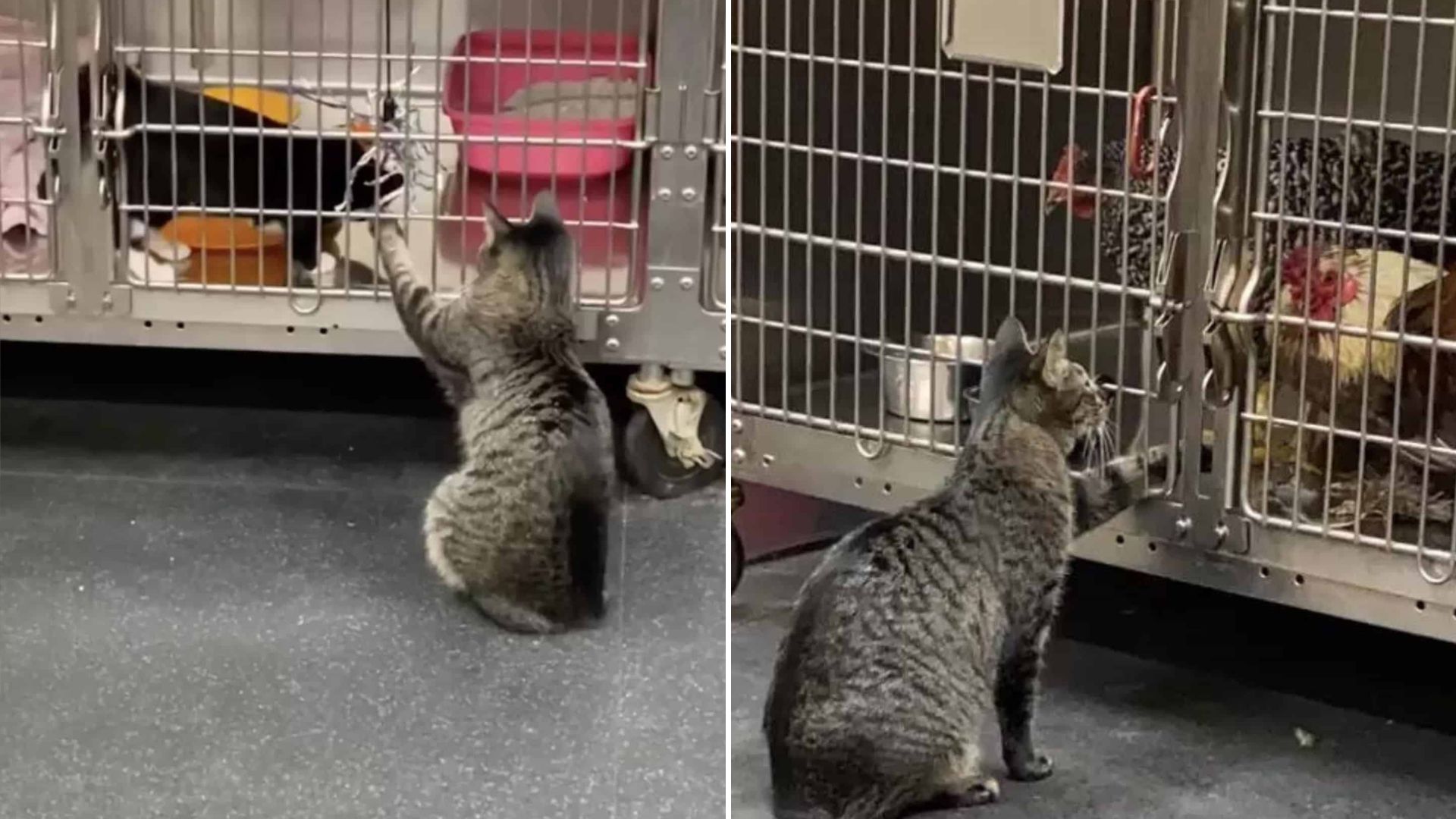 Rescued As Neglected, Cat Finds The Mission Of Her Life In A California Pet Hospital