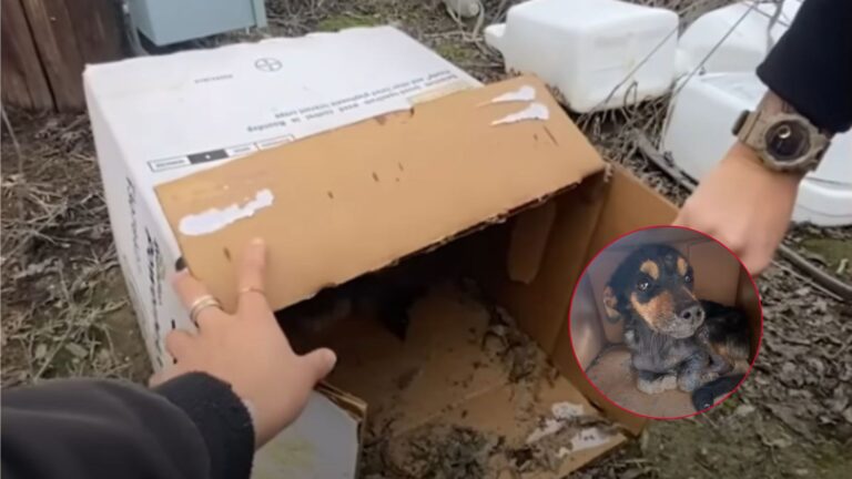 dog in a box
