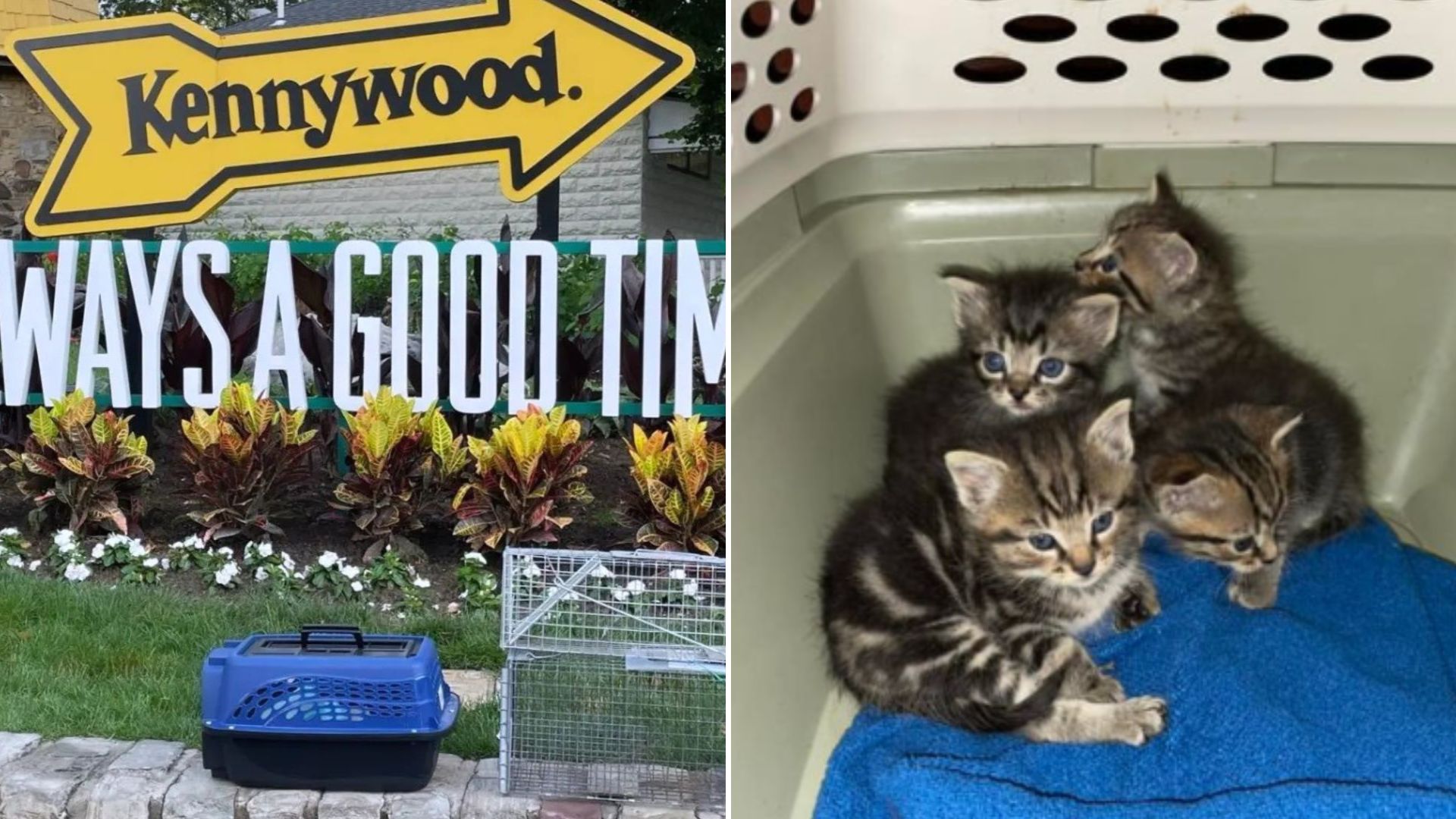 eleven rescued cats