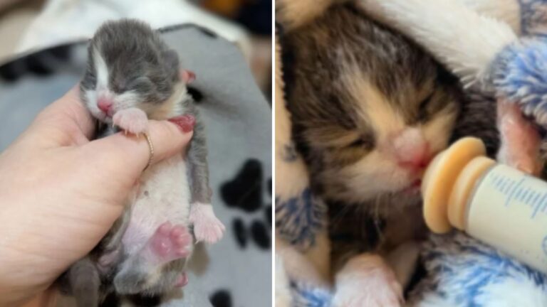 newborn kitten