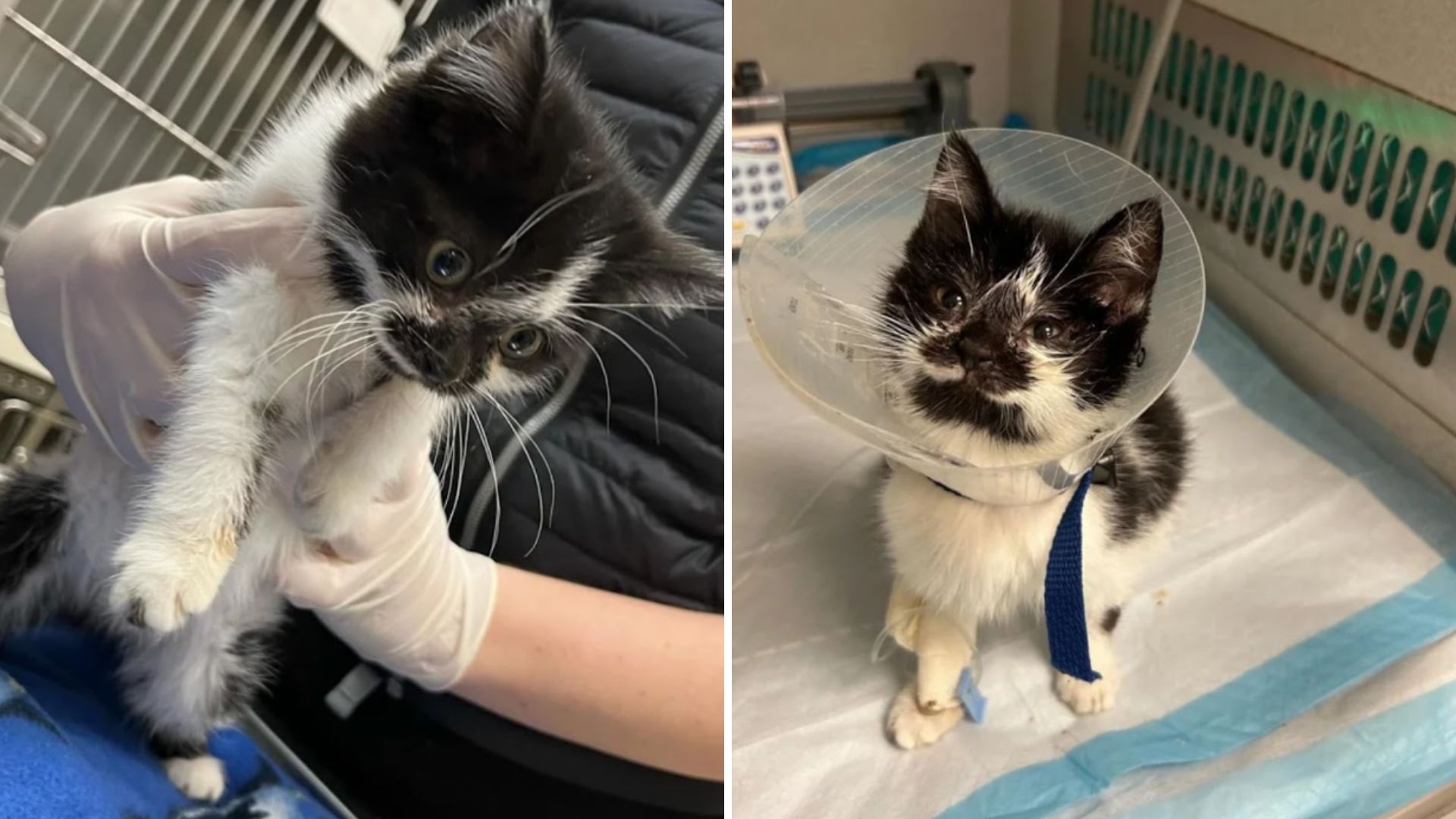resilient cat