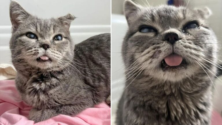 cat with a bent ear