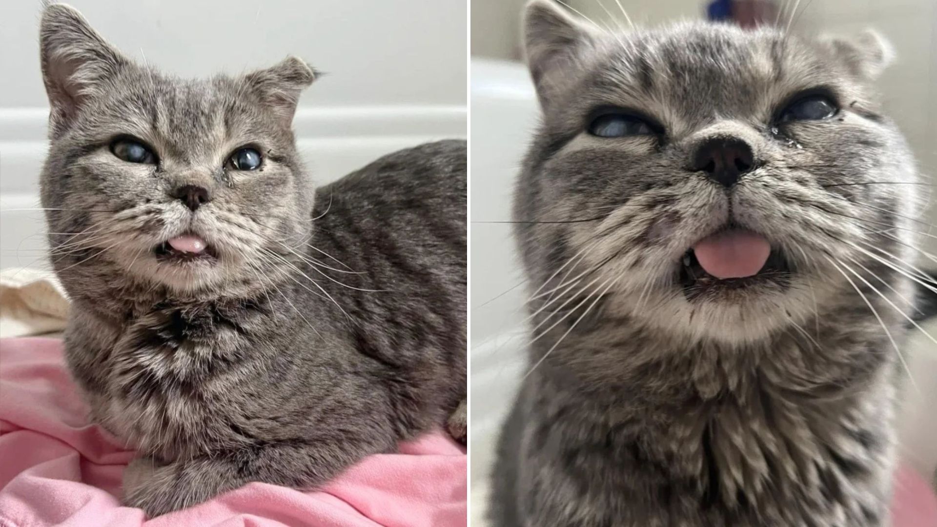 cat with a bent ear