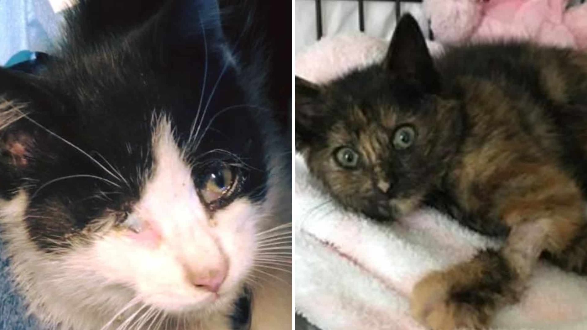 Routine Kitten Rescue In Indiana Ends With A Twist No One Saw Coming