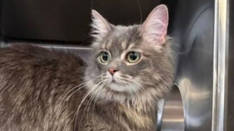 shelter cat spots a familiar face