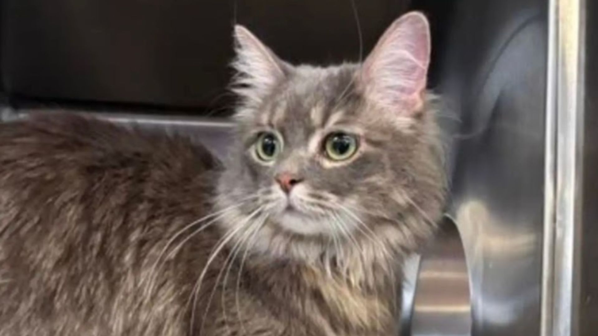 shelter cat spots a familiar face