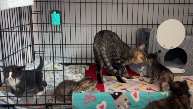 cat reunited with kittens