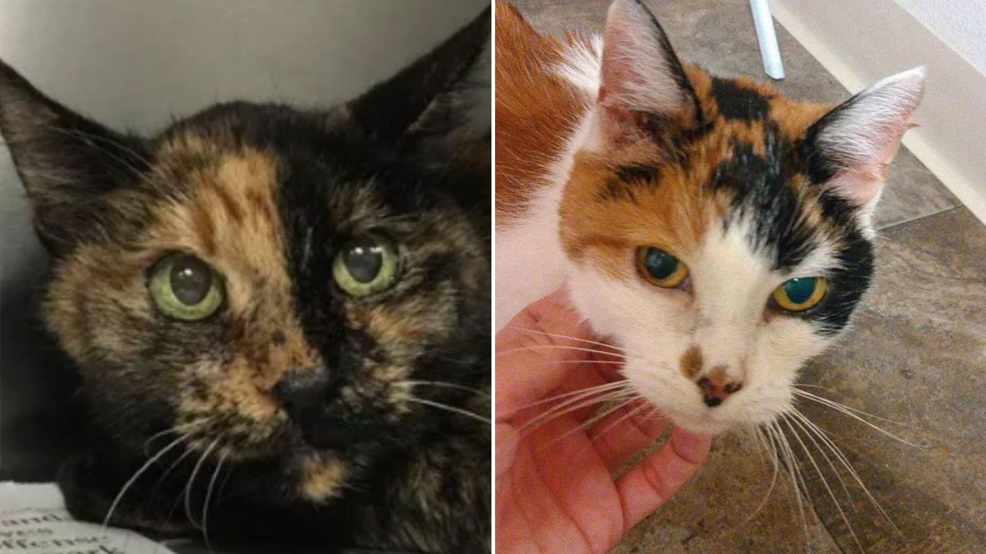 senior cats