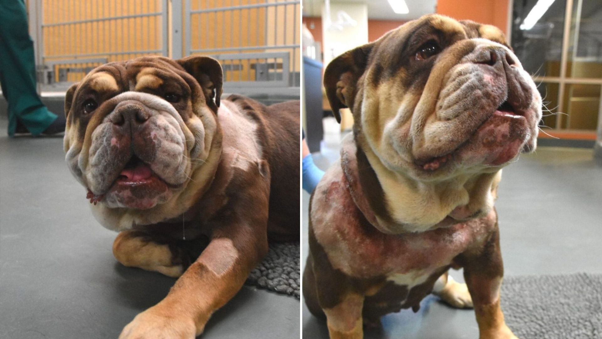 bulldog nearly loses life due to neglect