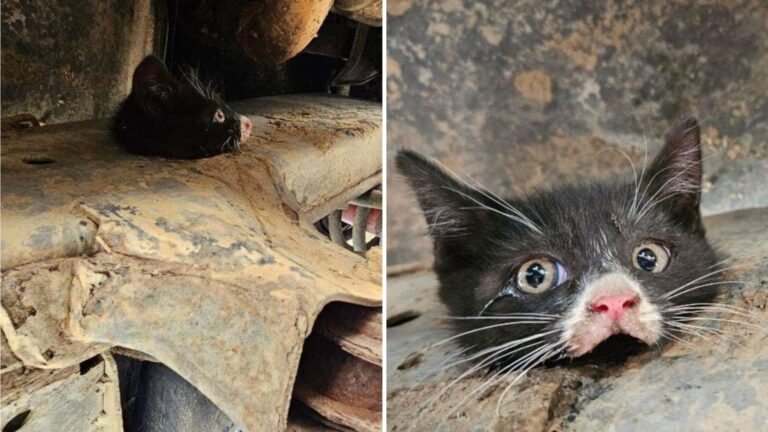 kitten wedged in truck frame