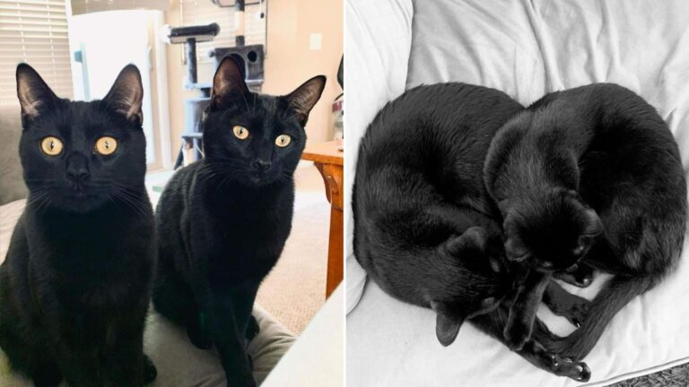 Least Adoptable Cat