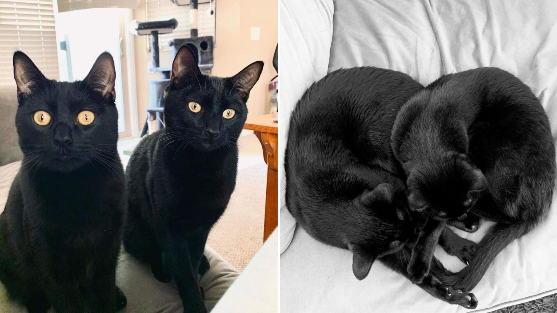 Least Adoptable Cat