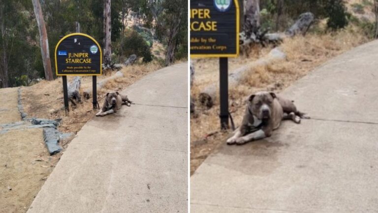 dog tied to park sign