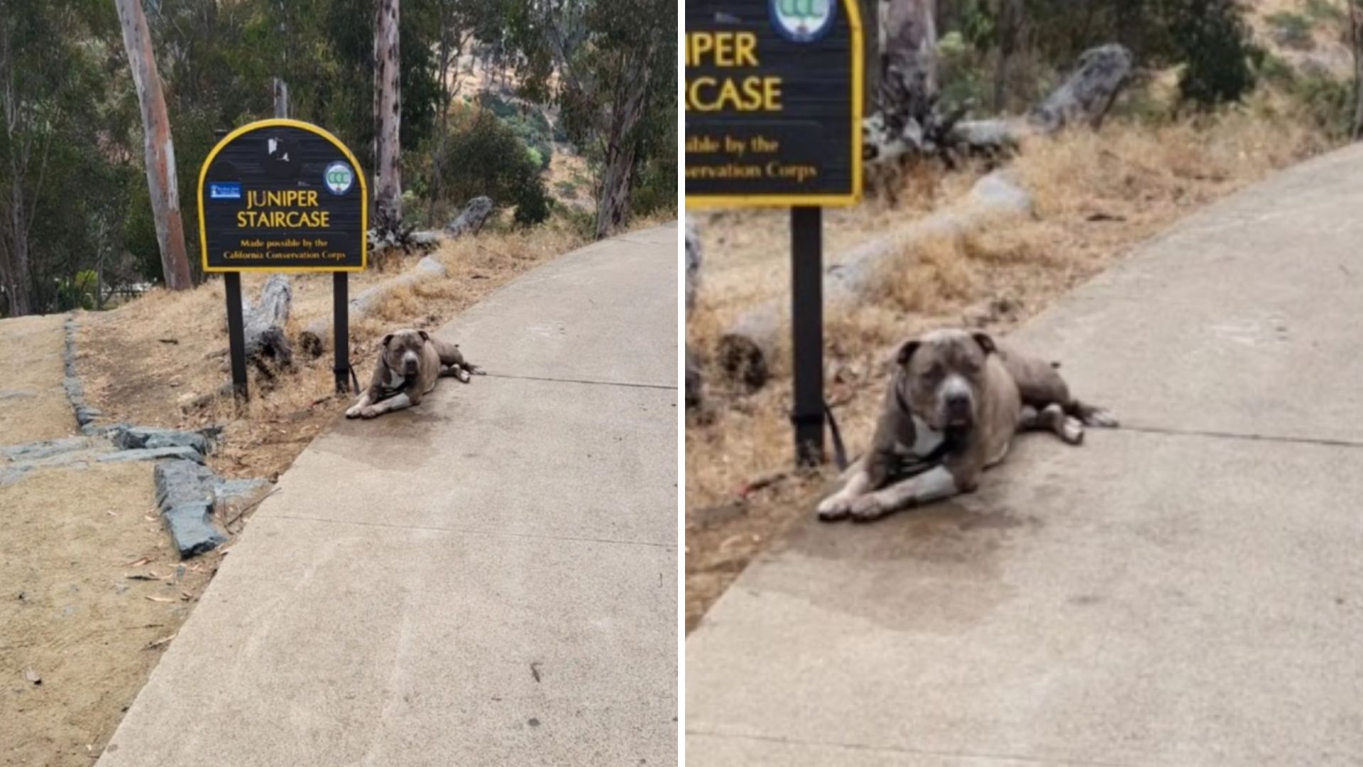dog tied to park sign