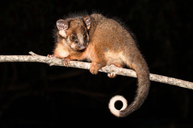 Short-Tailed Opossums