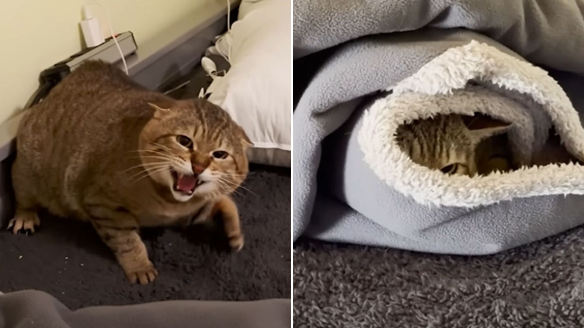 scared cat