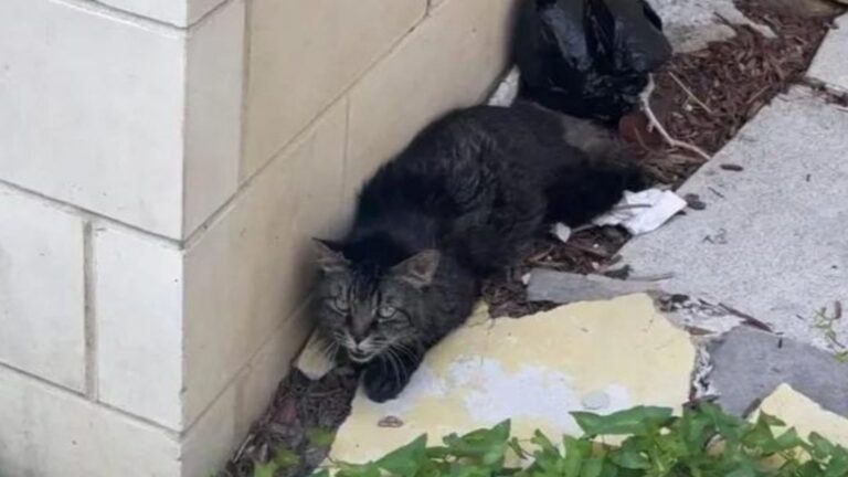 scared tabby cat
